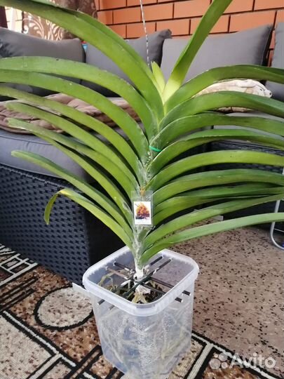 Орхидея ванда