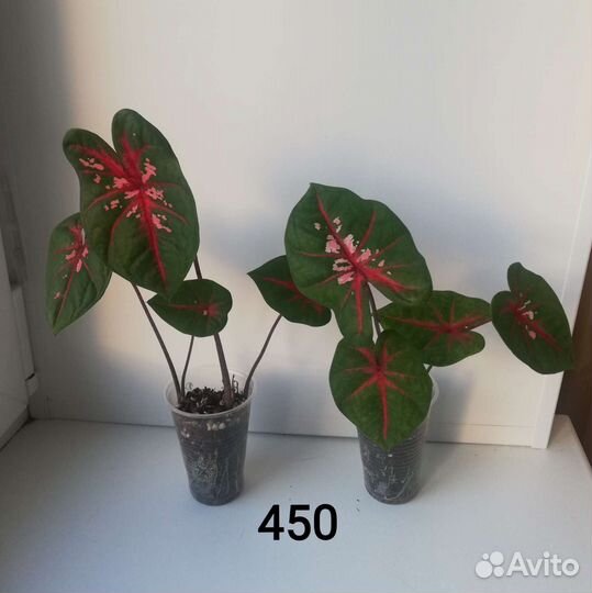 Каладиум Кэролин Уортон