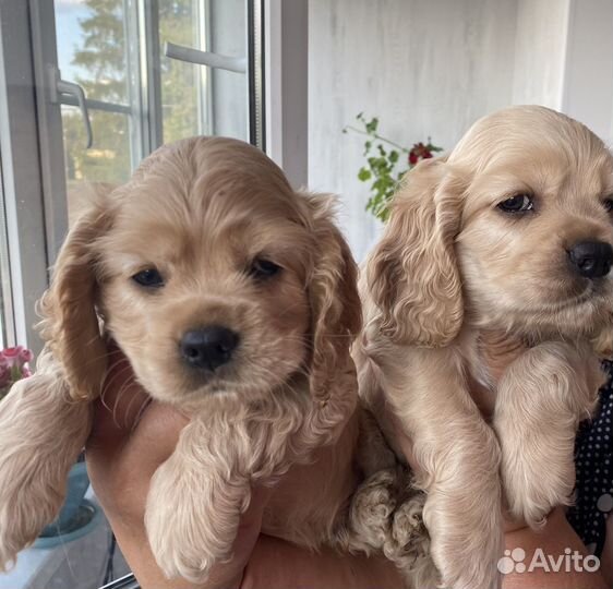 Кокер спаниель Американский