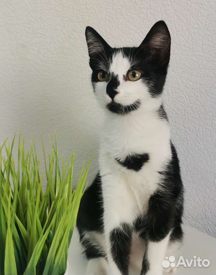 Котенок девочка ждёт семью