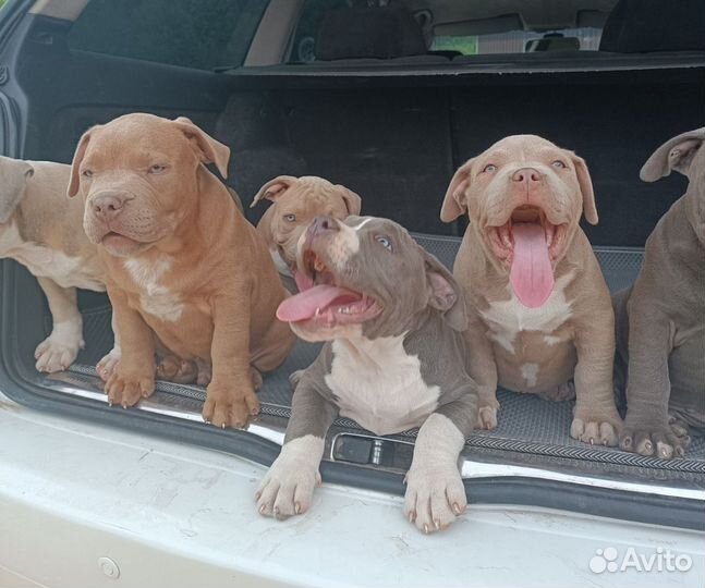 Американский булли покет