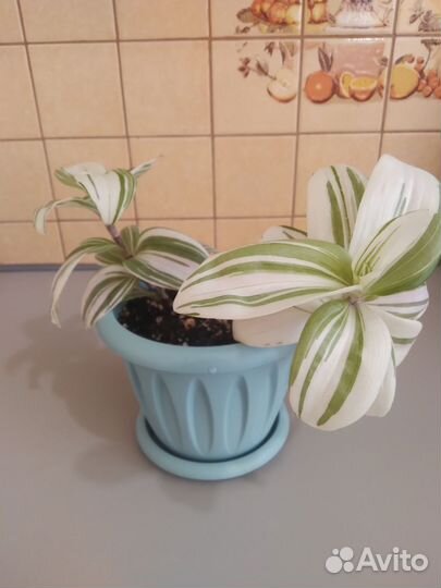 Беложильная традесканция