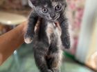 Котята от кошки мышеловки (русская-голубая) объявление продам
