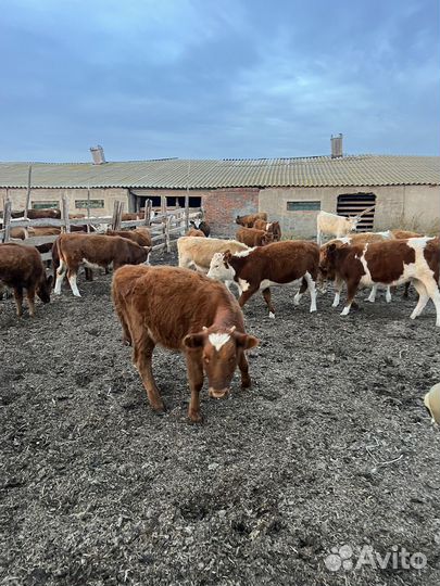 Телки подсосные