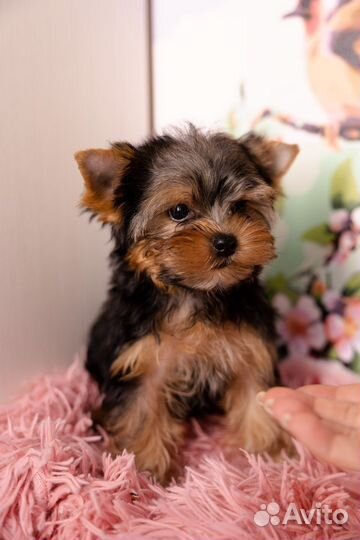 Йоркширский терьер мини беби фейс щенки
