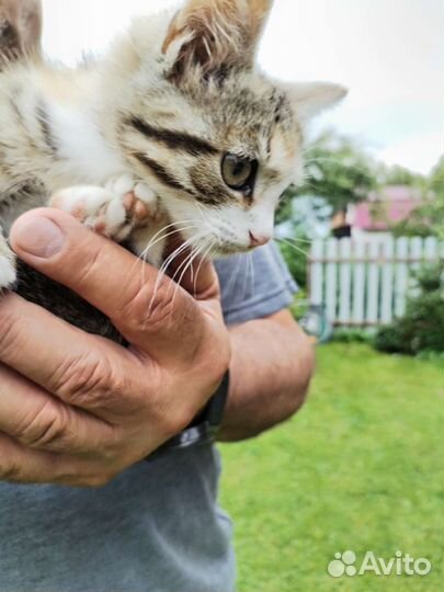 Котенок ищет дом