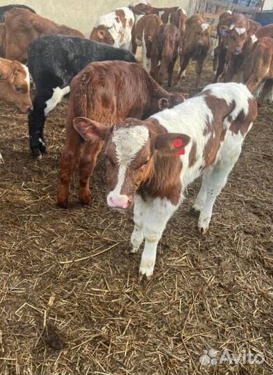 Телята бычки племенные с доставкой