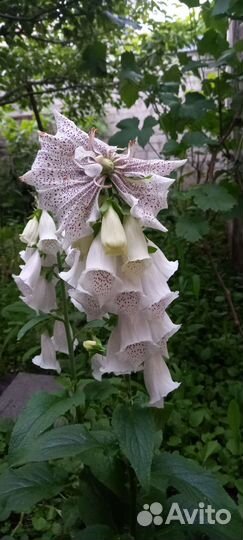 Многолетние садовые цветы