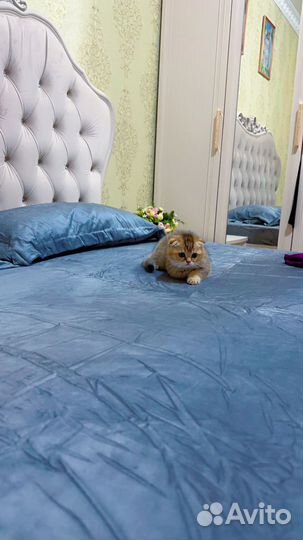 Кот золотая шиншилла