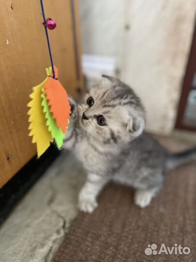 Британские котята