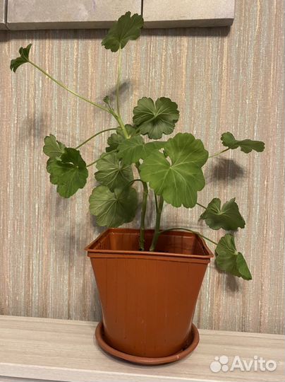 Пеларгония герань