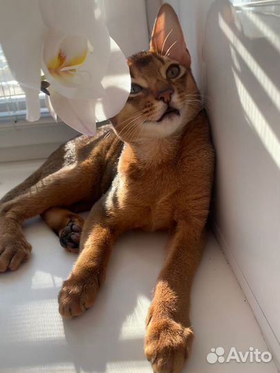 Кот на вязку