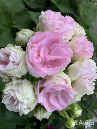 Герань пеларгония