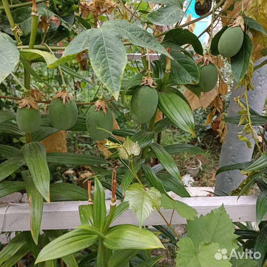 Маракуйя северная