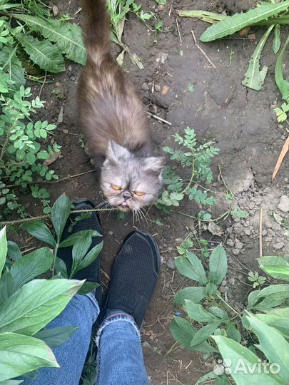 Персидские котята