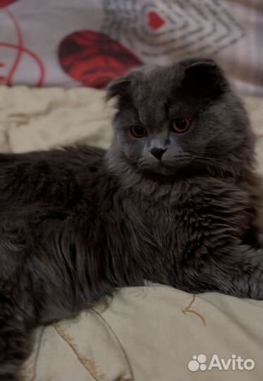 Кот на вязку