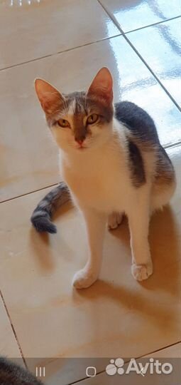 Отдам кошку в добрые руки