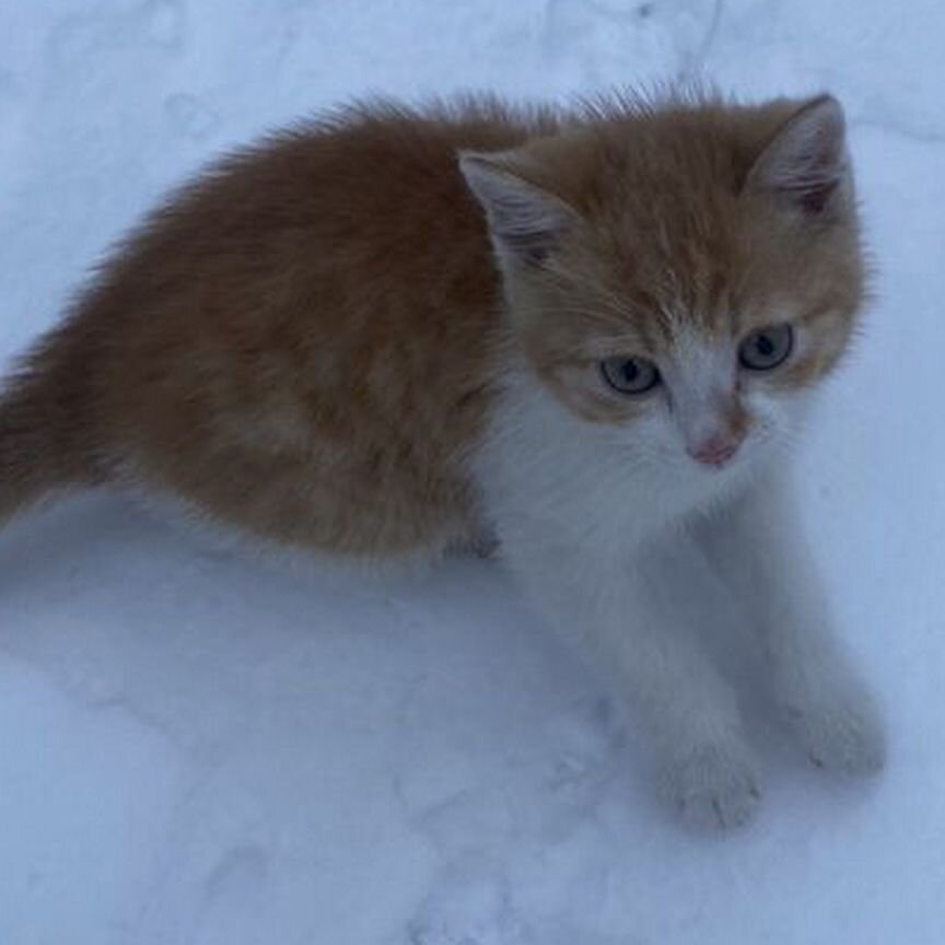 Котята в добрые руки бесплатно