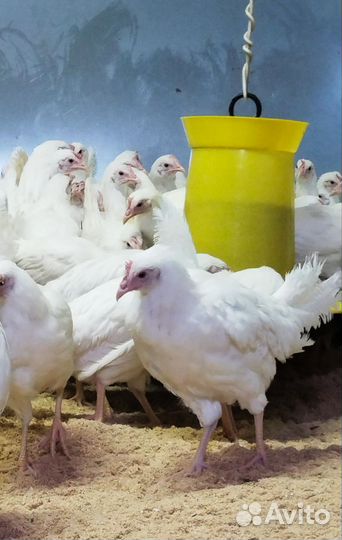 Куры молодки несушки, разные в наличии
