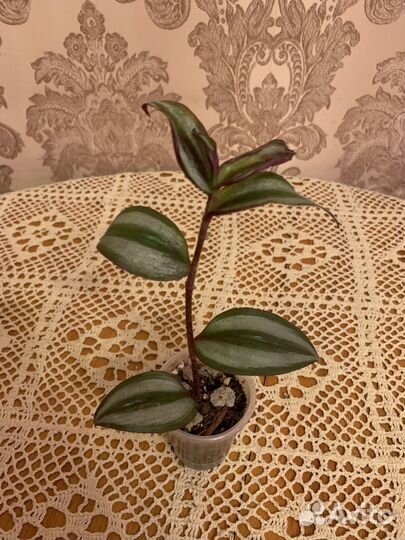 Традесканция набор