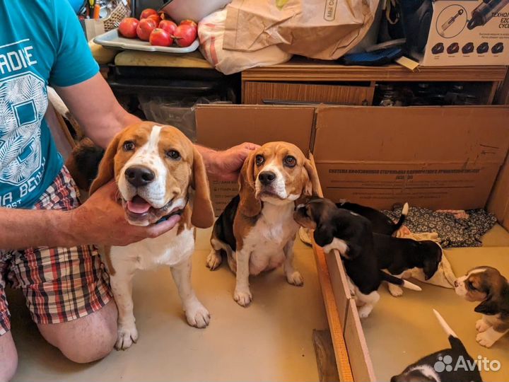 Щенки Бигль