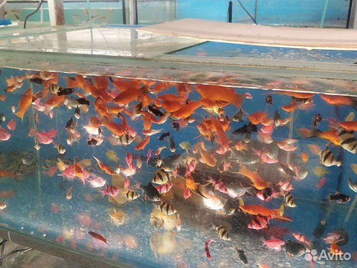 Аквариумные рыбки