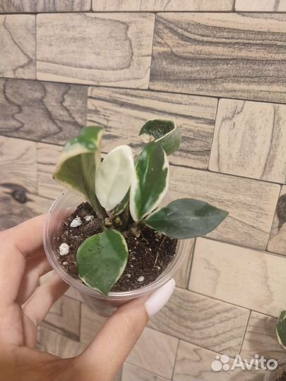 Хойя карноза альбомаргината