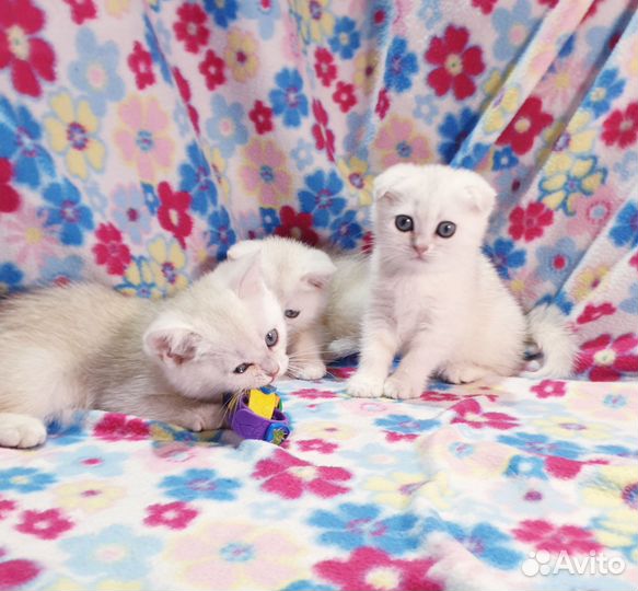 Шиншилла вислоухие и прямоухие котята