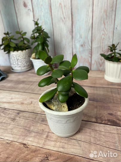 Садики с нефритовыми растениями