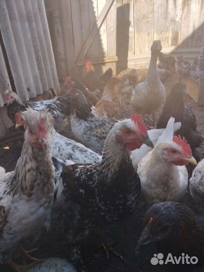 Петух Брама