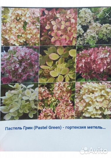 Гортензии (саженцы 30 сортов)