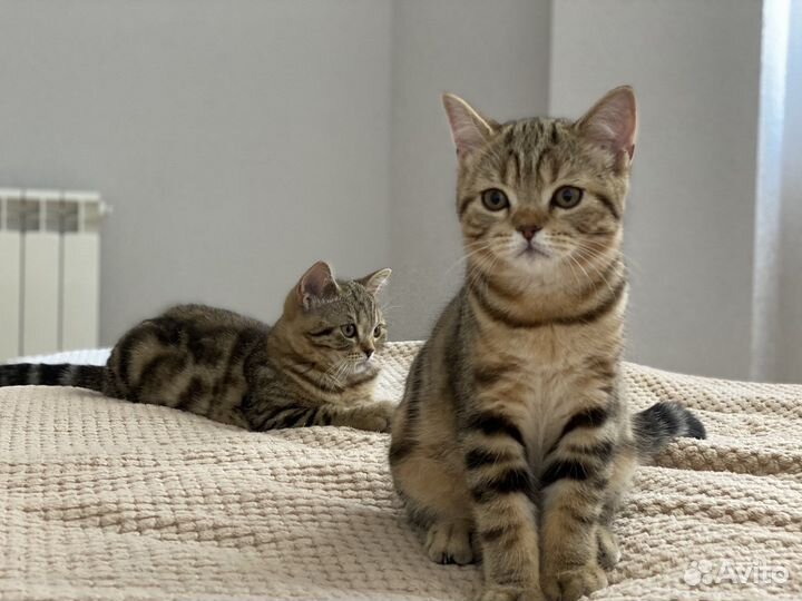 Шотландские котята