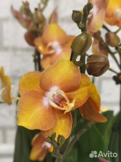 Орхидея Лас Вегас