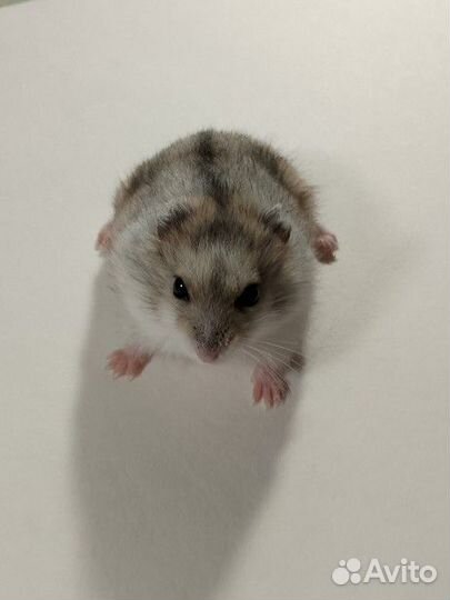 Джунгарский хомяк