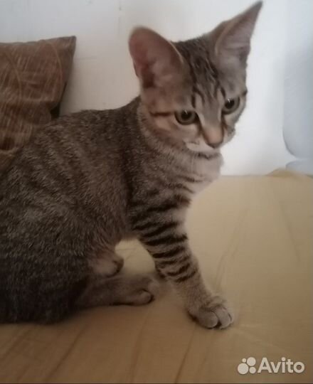Кошечка котенок