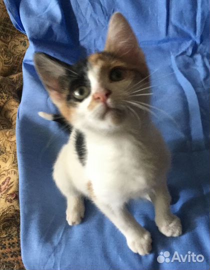 Трехцветный котенок Маня