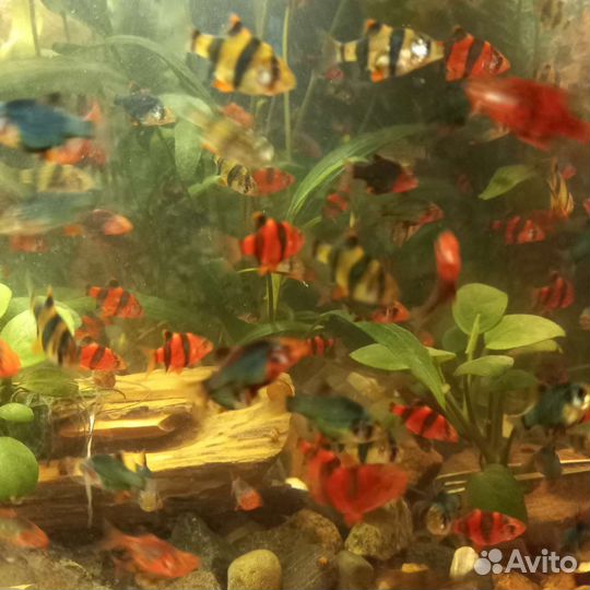 Аквариумные рыбки