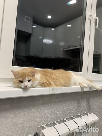 Котик в добрые руки