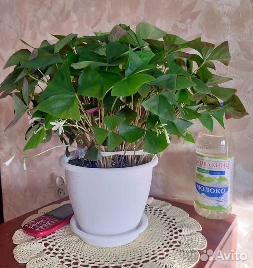 Комнатные цветы кислица