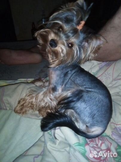 Вязка Йорка