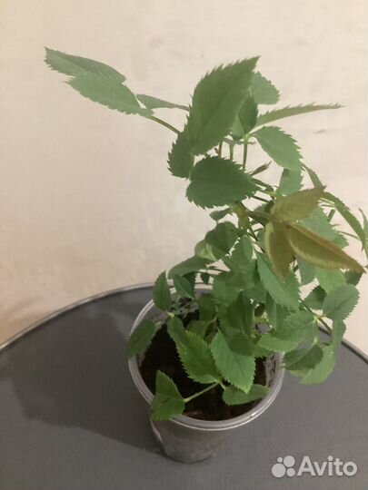 Роза ароматая комнатная