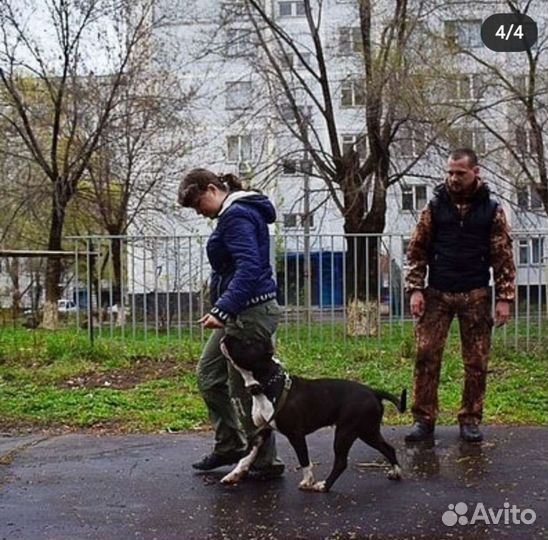 Услуги кинолога