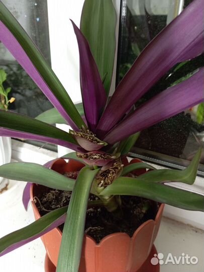 Традесканция рео