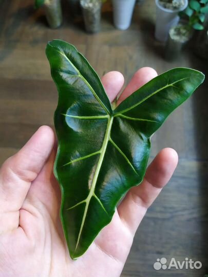 Алоказия Сариан (Sarian)