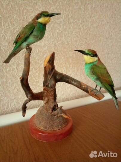 Щюры. подарок охотнику