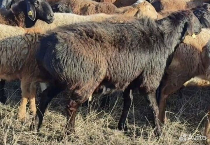 Ягнята,матки яловые,козы,2023 года