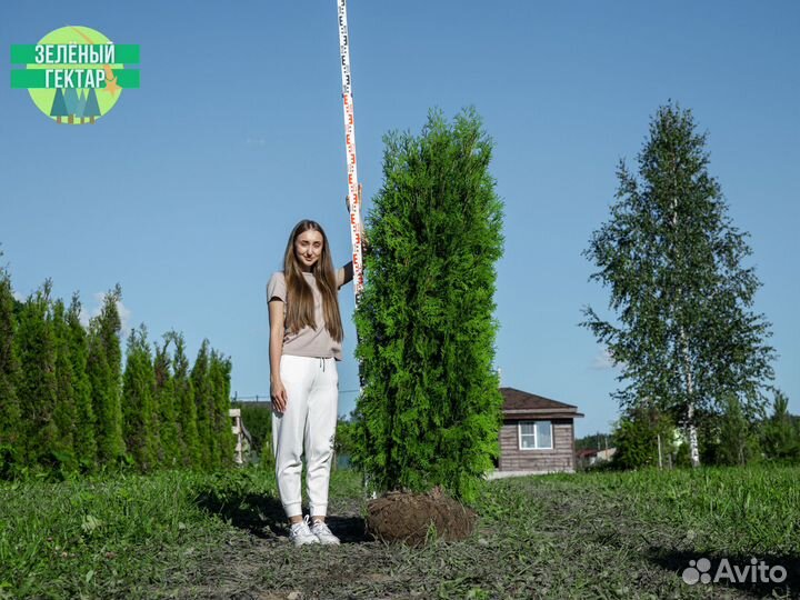 Туи колумна 180 см свежая копка 2023