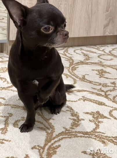 Вязка чихуахуа