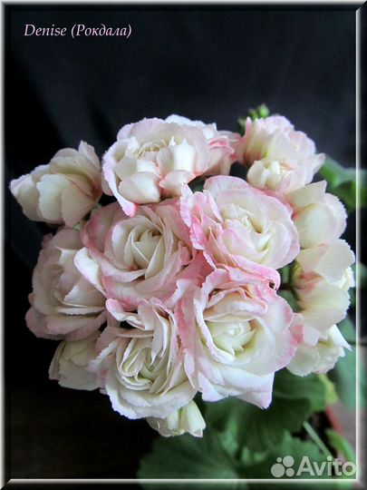 Denise.Розебудная пеларгония