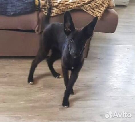 Собака в дом